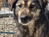 Schüchterner LUDWIG sucht Zuhause - Neuberg