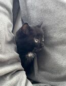 Süsse Kater in 66333