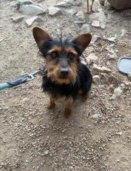 Freundlicher Yorkimix Fritz sucht spass# - Essen