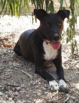 🩷🖤 LIZA 🖤🩷 - SCHENKST DU MIR DEINE L - Alfeld (Leine)