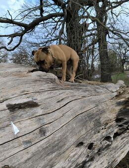 Zu verkaufen Kira - An der Poststraße