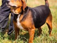 Alle Hunde lieben Grandpa George - Weilmünster