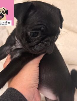 Noch ein kleines Mopsmädchen sucht ihr Zuhause mitte Dezember mit Stammbaum - Darmstadt