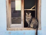 Hübsche, schüchterne Katze Kicha - Karlsruhe