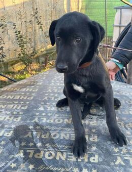 🐾Labrador Junghund Nero sucht dich🖤 - Eislingen (Fils)