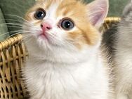 Kätzchen Ragdoll BKH Mix bald abgabebereit !! - Spaichingen