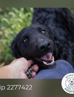 Chip 2277422: Sucht ein Zuhause - Kirchzell