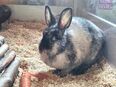 Fina - Zwergkaninchen - 9 Jahre - Tierhilfe Franken e.V. in 91207