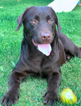 Bruno, der charmante Labrador-Rüde - Kastl (Regierungsbezirk Oberbayern)