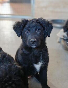 🩵Rüdiger🩵sucht seine Menschen🐾💙 - Freilassing