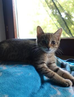 süße, goldige Katzenbabys zu verschenken - Frankenthal (Pfalz)
