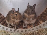 zwei Degu-Männchen abzugeben - Beverungen