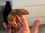 Leopardgecko - Hannover