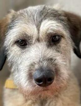 Titza eine sensible & sehr liebe Hündin - Dittelbrunn