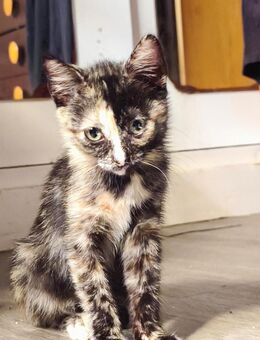 Katzenbaby Neka sucht Wohlfühlheim - Bad Camberg