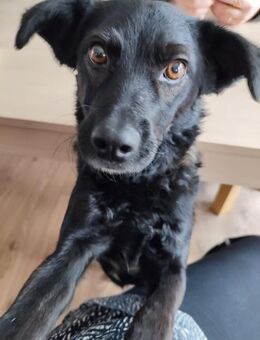 ❤Smilla❤ sucht ihr Zuhause - Freilassing