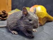 Degu-Babys Bub - Straelen