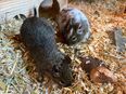 Degu Pärchen männlich in 35633