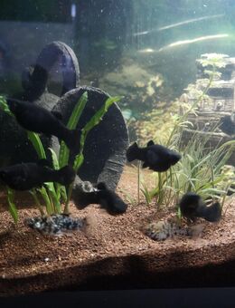 Fische Black Molly Mix - Duisburg