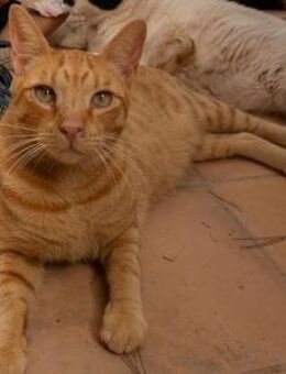 Praline - groß, süß und verspielt - Aichwald