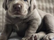 Labmaraner Welpen ( labrador- Weimaraner) - Willebadessen