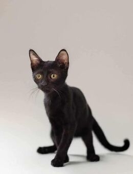 Lucy, verspieltes Katzenmädchen, ca. 5 M - Vaterstetten