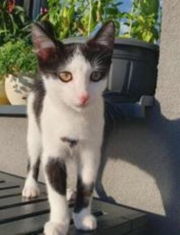 Solan, liebevoll und verspielt - München