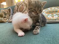 Katzen babys/ Kitten 🐱♥️ - Kerpen (Kolpingstadt) Zentrum