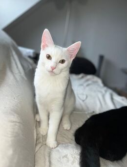 2 Baby Katzen suchen ein Zuhause - Wesel