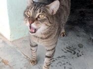 Liebevoller Kater Cádiz - Karlsruhe