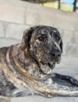 Chanel - das zarte Blümchen - Langen (Hessen)