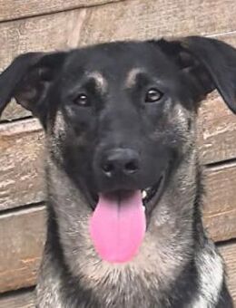 Wanda-Offene und freundliche Junghündin - Obertshausen