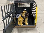 Mercedes Kleinmetall Hundebox VarioCage Einzelbox *Borgmann* - Krefeld