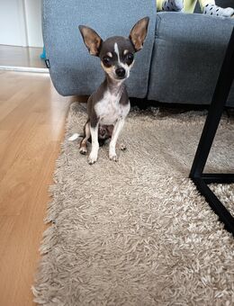 Chihuahua Rüde sucht neues Zuhause ❤️ - Germering Zentrum