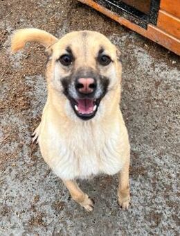 💜Kleine Daisy sucht ihr großes Glück🍀 - Eislingen (Fils)