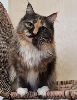 Maine Coon Mix Mädchen ( 2,5 J.) Kastriert - Mainhardt