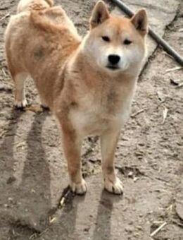 Zsömi -PP, hübsche Shiba Inu Dame - Neustadt (Rübenberge)