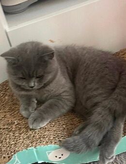 Süße BKH Katzen abzugeben - München