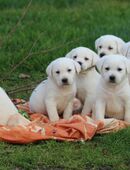 schneeweiße Labrador Welpen mit Ahnentafel in 18337