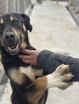 Rüde Quino sucht liebe Menschen - Neuhausen (Fildern)