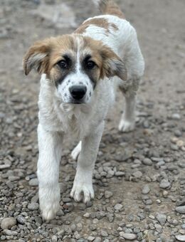 Cleo- hofft auf eine Chance - Celle