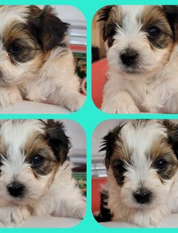 Yorkshire Terrier Biewer Welpe Rüde - Euskirchen