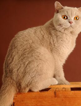 BKH Katze mit Stammbaum - Düsseldorf