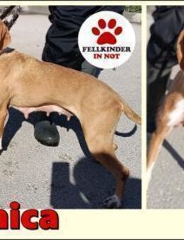 liebe Hündin Danica sucht ihre Menschen - Margetshöchheim