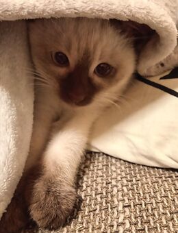 Siam Prinzessin Kitten 🐱❤️ - Köln