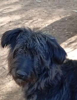 Jeremy - ich bin noch topfit ! - Grevenbroich