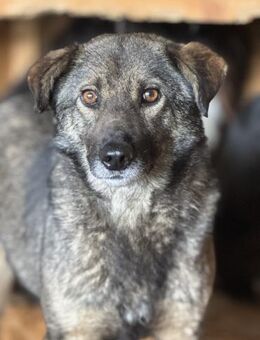 Skita, mit den tollen Augen 🐾 - Elsdorf (Nordrhein-Westfalen)