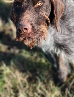Baldo - toller DD Rüde - Würzburg