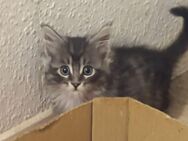 Maine coon - Bergheim (Nordrhein-Westfalen)