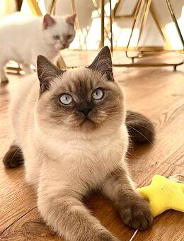 Ragdoll Geschwisterpäärchen - Moers